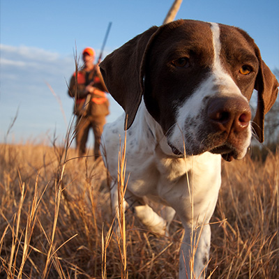 Quail-Dog-Gun...Too Perfect